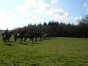 dscn0342.jpg