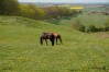 klintejagt_07_0829.jpg